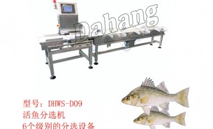 鱸魚分選機(jī):稱重自動分揀海鱸魚,珠海大航出品就是好