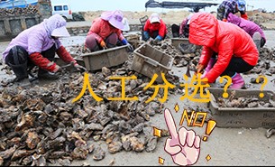 重量分選機(jī)保證牡蠣加工的“速度”與“精度”