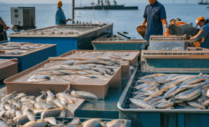 魷魚爪重量分選機(jī) 黑魚自動(dòng)稱重分級(jí)機(jī) 活魚分選機(jī)