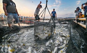  活魚(yú)配重新突破 —— 高效多頭組合秤技術(shù)