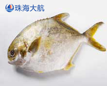 金鯧魚分選,自動分揀分級設(shè)備,機械化助力鯧魚產(chǎn)業(yè)升級